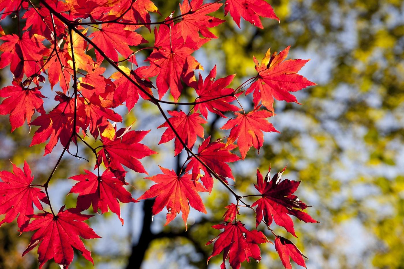 Maple leaves - NC Cooperative Extension 