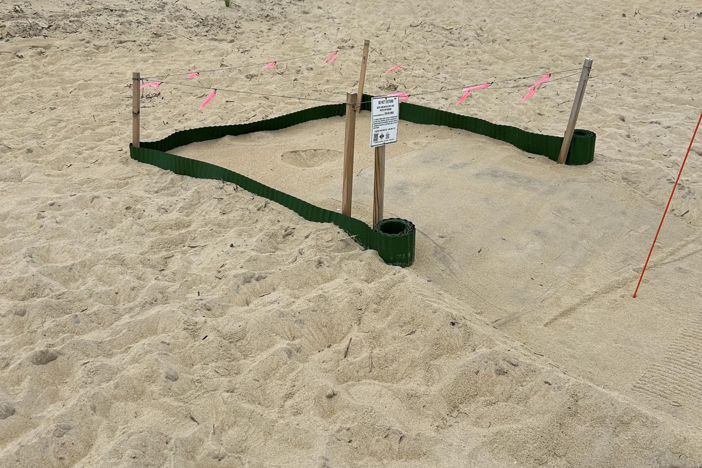 sea turtle nest on the beach