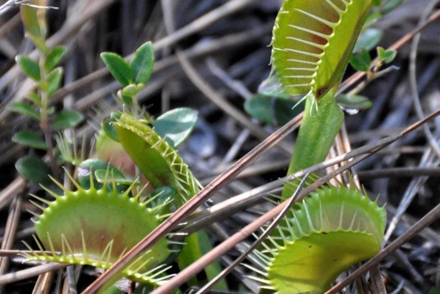 Venus flytrap in the Green Swamp Preserve by J. Randall