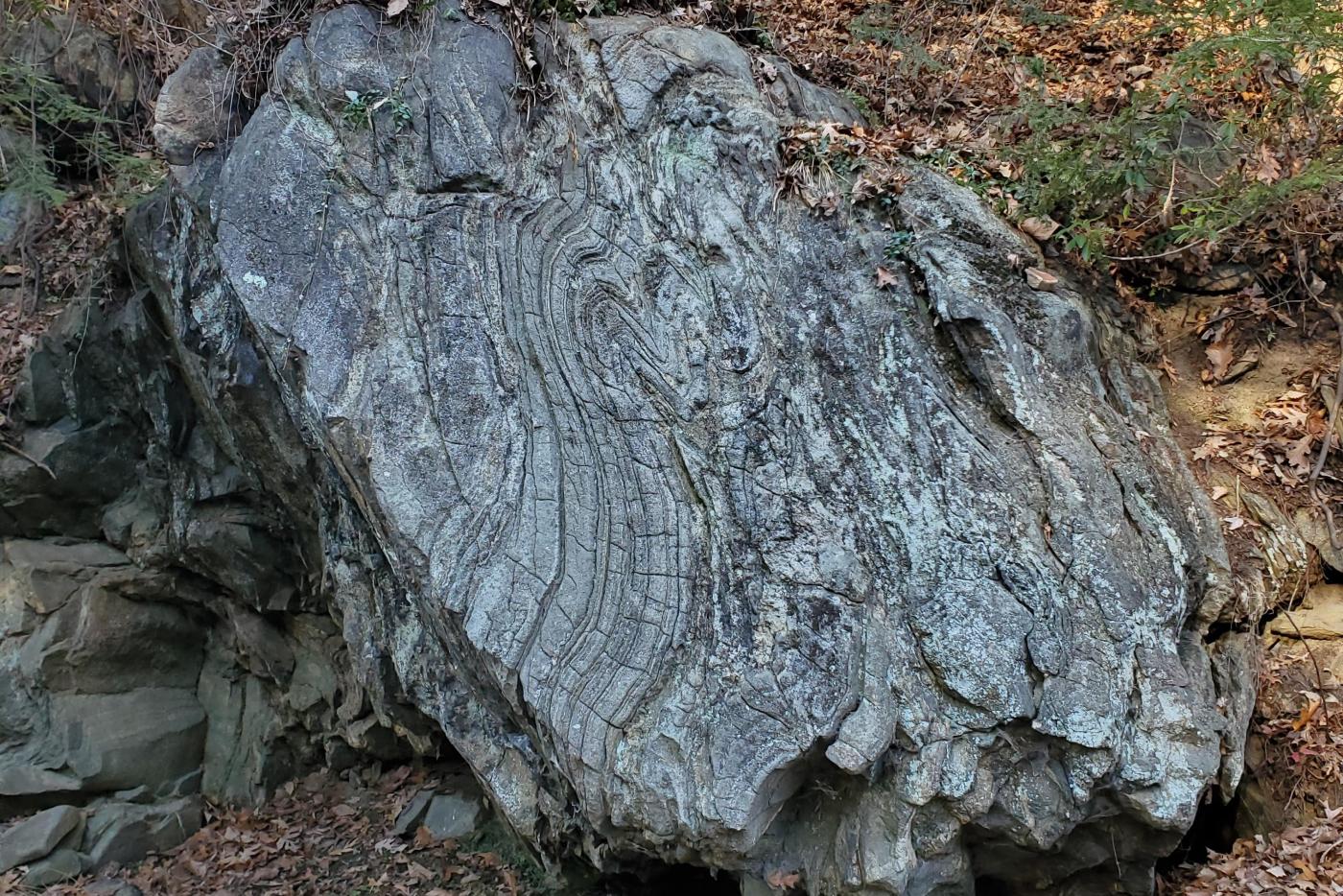 A large boulder with swirls and striations making it appear to be folded.