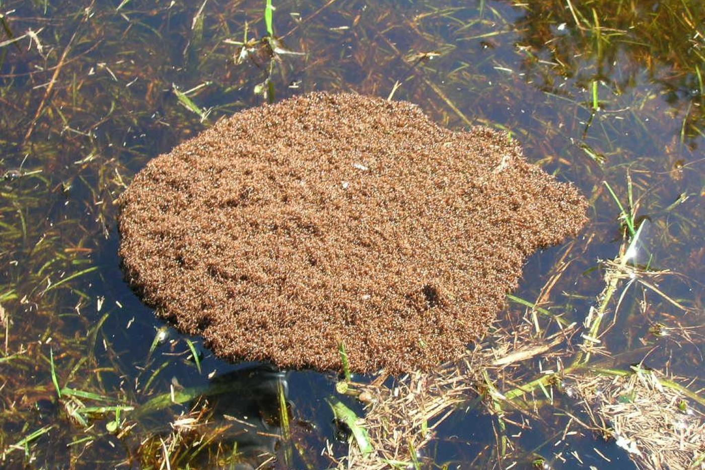 Fire ants cluster in water 