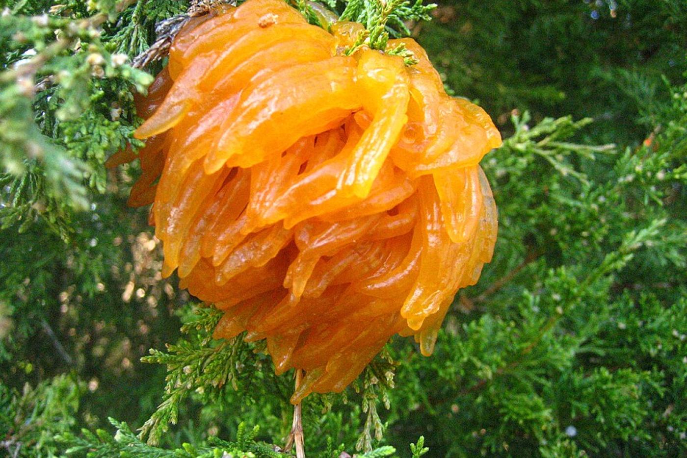 An orange, gelatinous blob appearing to have tentacles on a cedar tree.