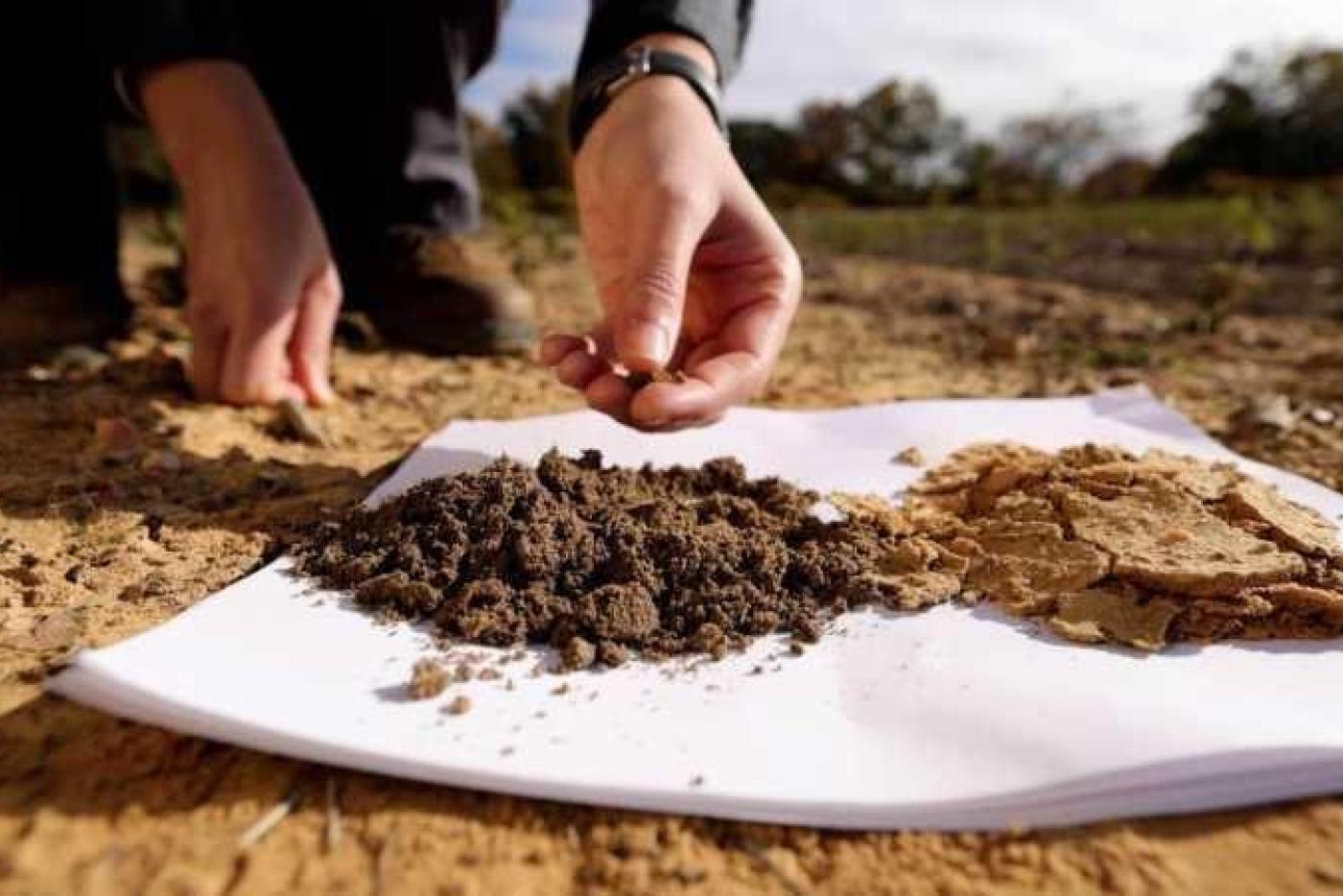 Comparison of no till soil and tilled soil. No till is darker and loose.