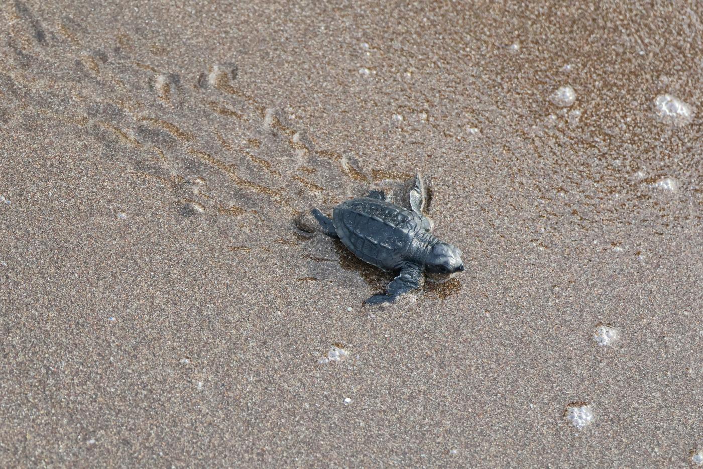 Baby sea turtle on beach