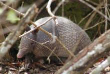 armadillo under some twigs/branches