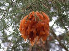 A gall on a Eastern red cedar