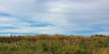 Swarm of dragonflies over a field. 