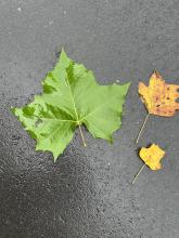 Different size leaves