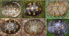 Six examples of box turtle shells with widely varying patterns. 