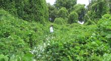 Kudzu USDA