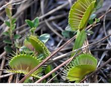 Venus flytrap in the Green Swamp Preserve by J. Randall