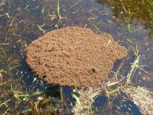 Fire ants cluster in water 