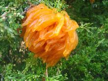 An orange, gelatinous blob appearing to have tentacles on a cedar tree.