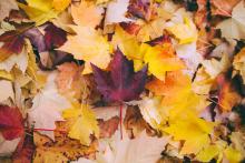 fall leaves of various colors