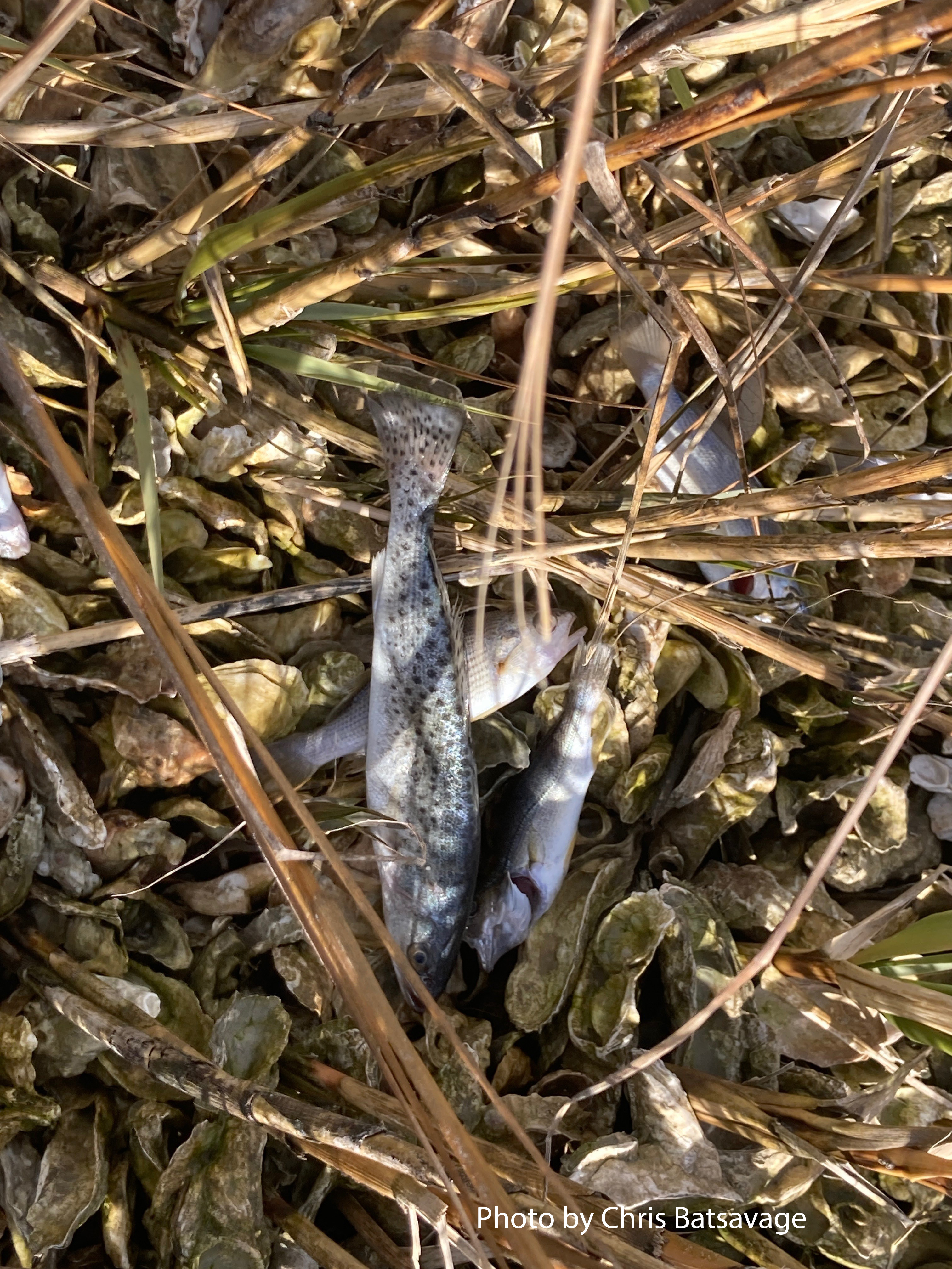Cold Stunned Trout in oyster beds