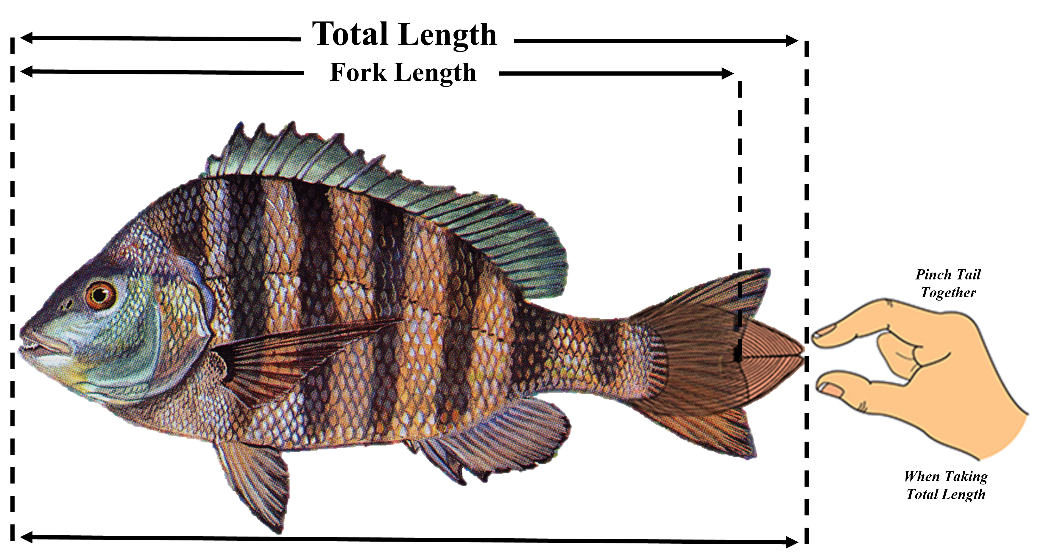 A graphic of how to measure the total length of a Sheepshead
