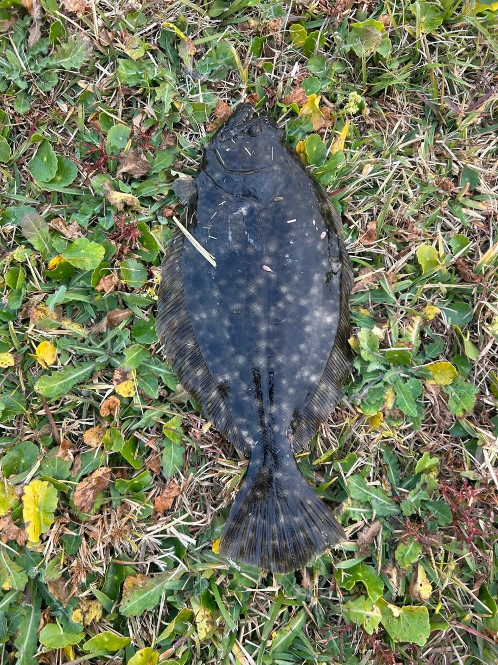 A Southern Flounder in the grass