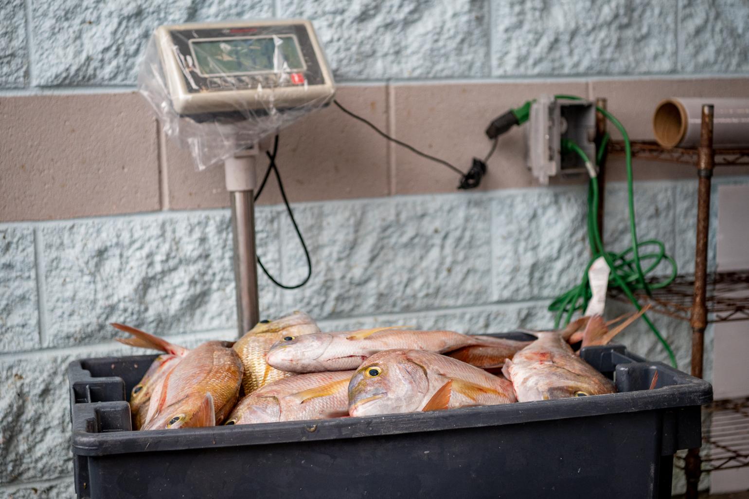fish being weighed at a fish house