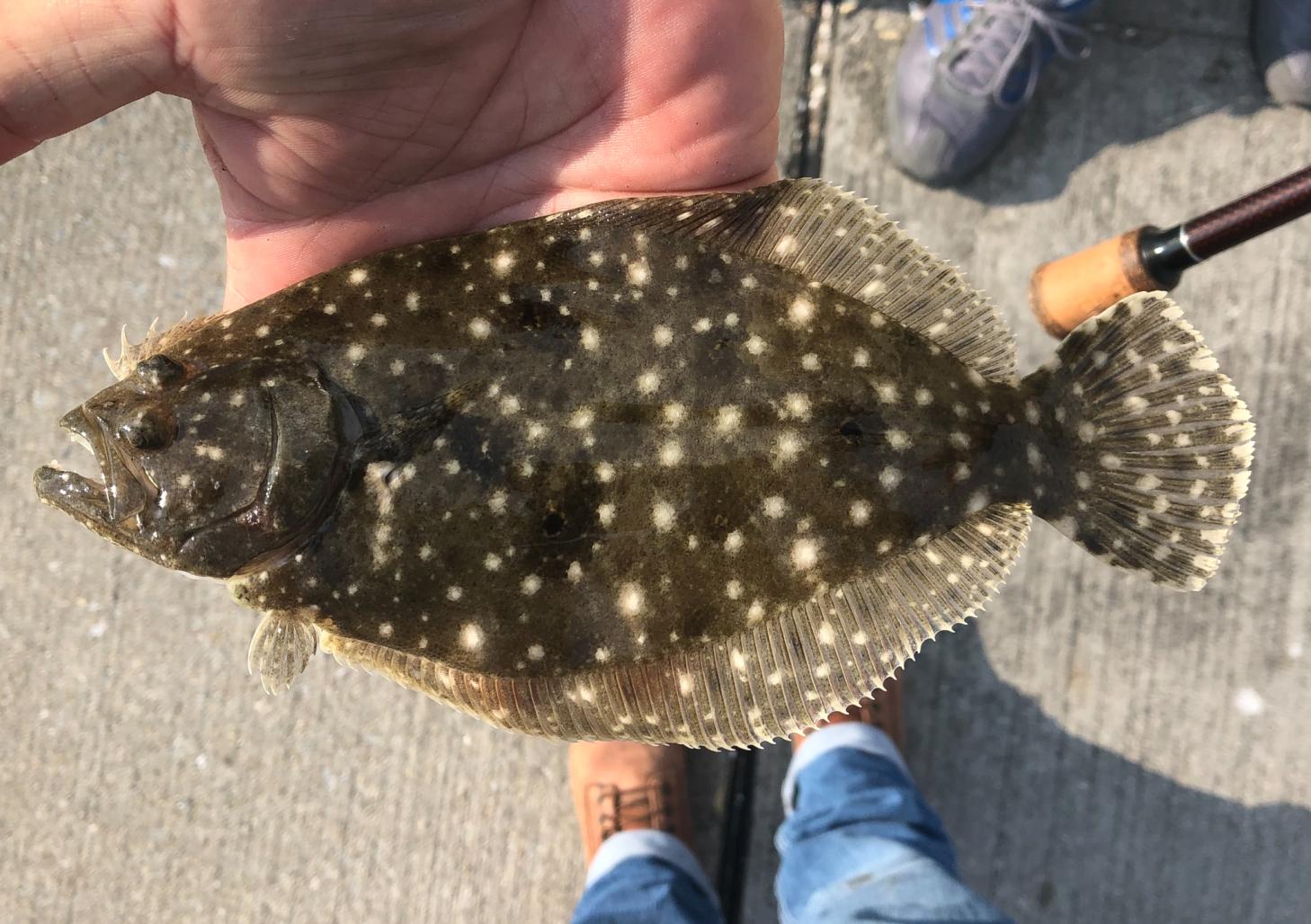 Baby Gulf Flounder in the hands of a fisherman