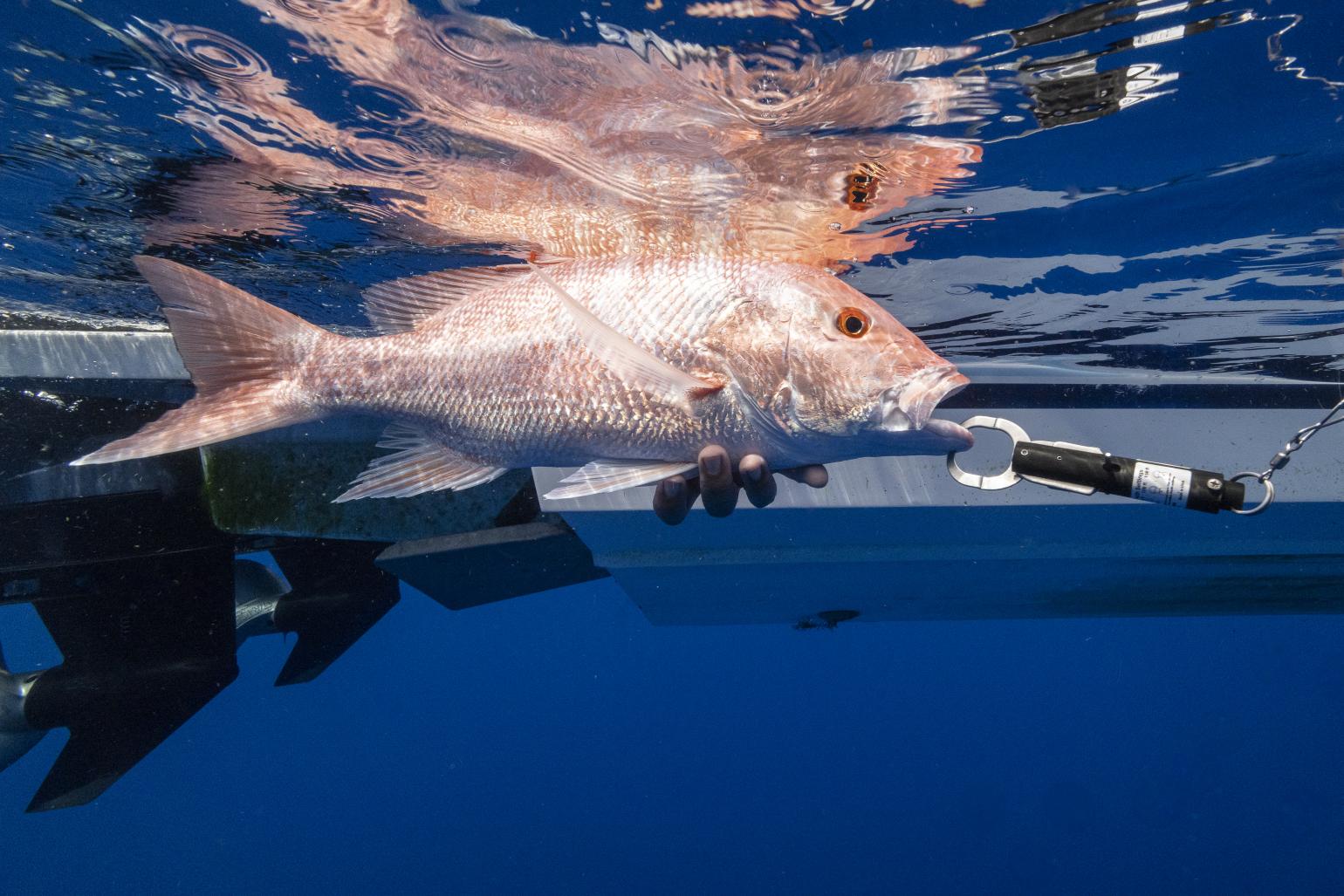 Underwater photo of a Red Snapper 