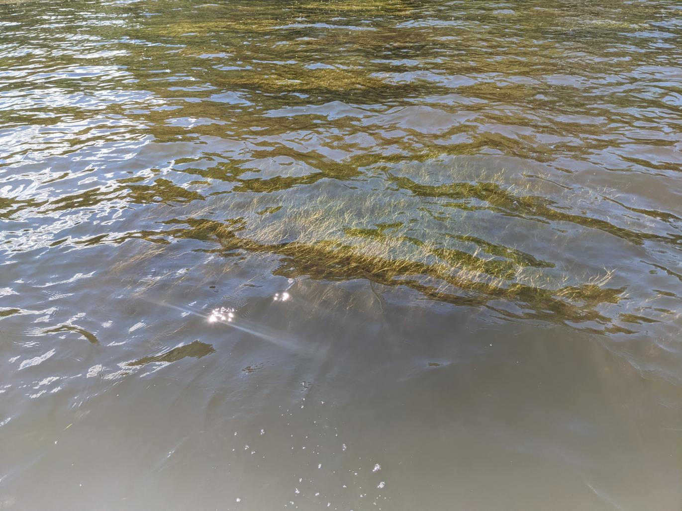 marsh grass underwater
