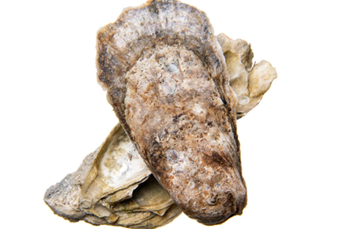 Eastern Oyster - Crassostrea virginica