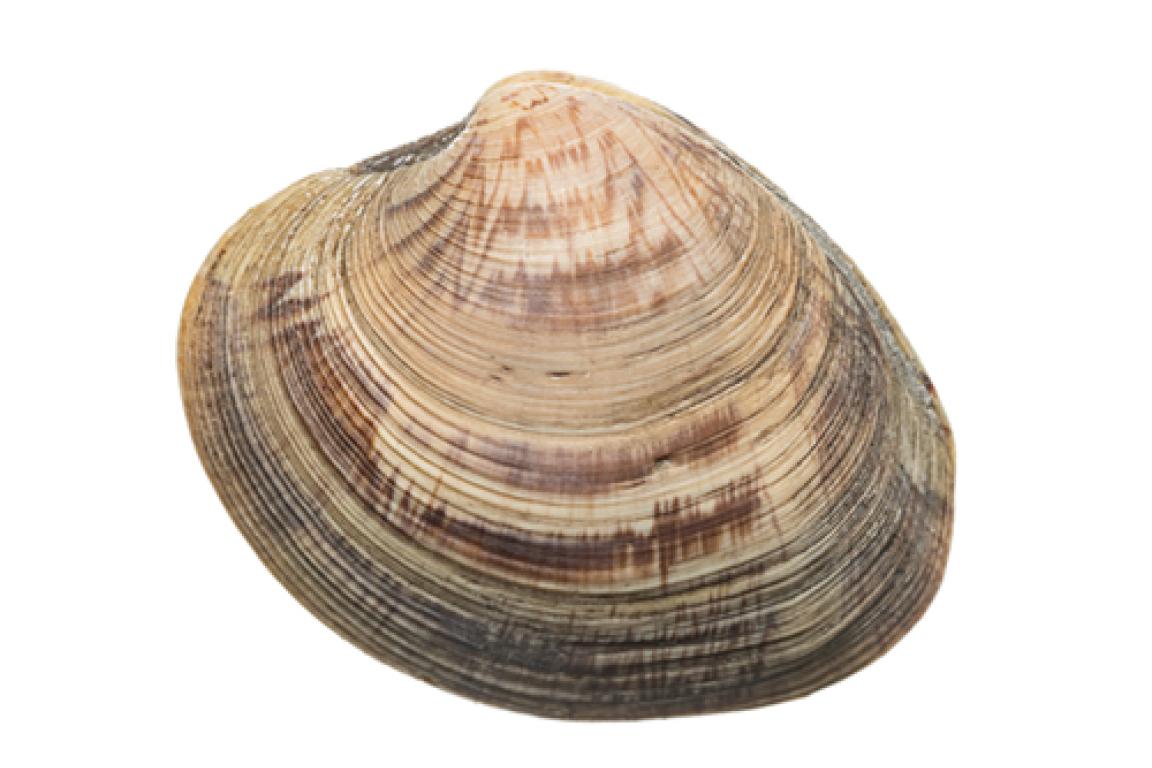 Hard Clam - Mercenaria mercenaria
