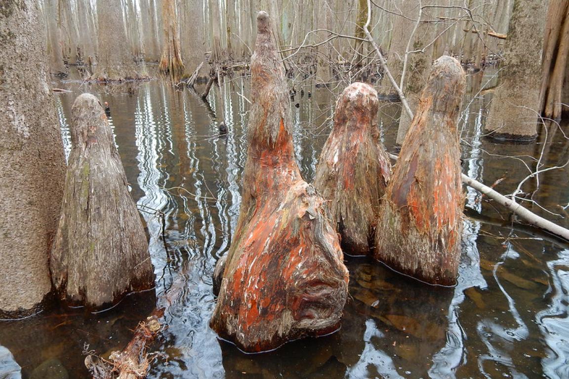 cypress knees in wetland