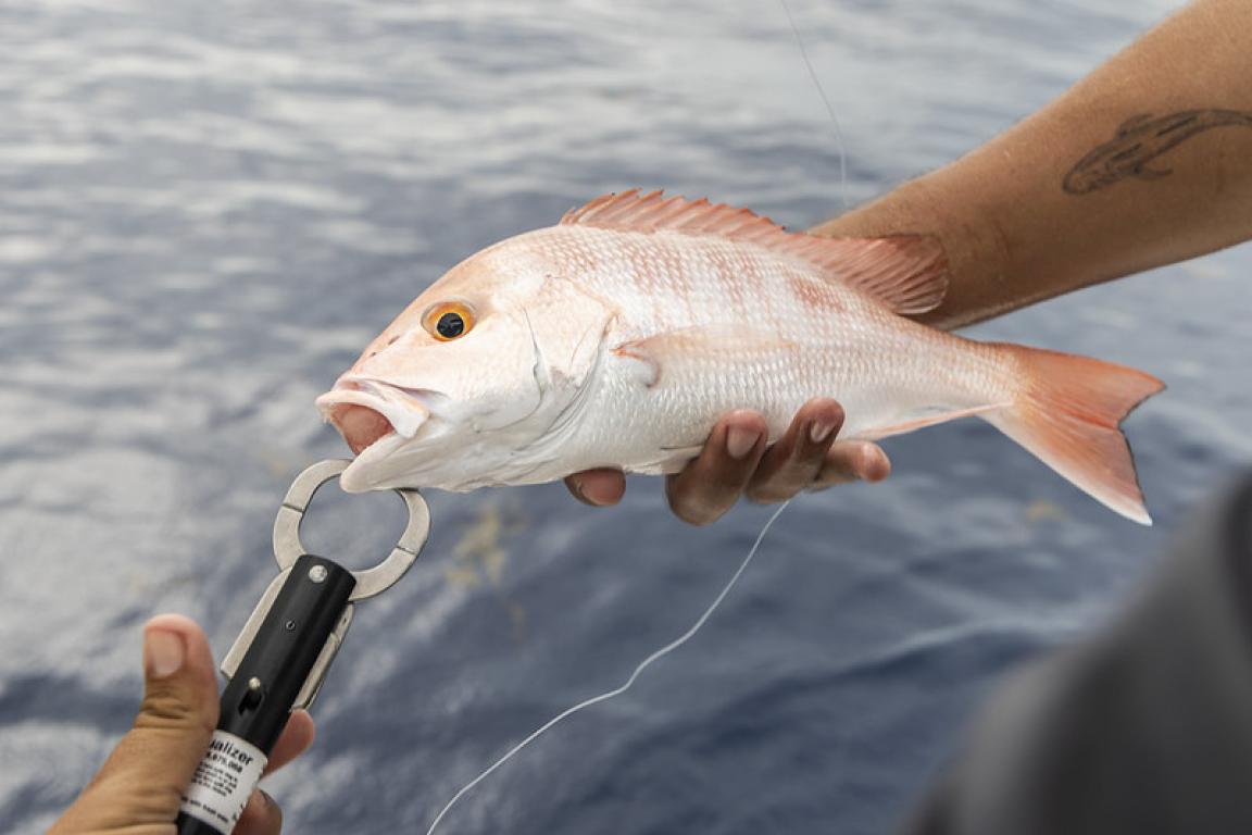 A Red Snapper with a descending device