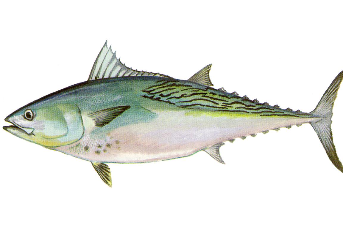 picture of a false albacore