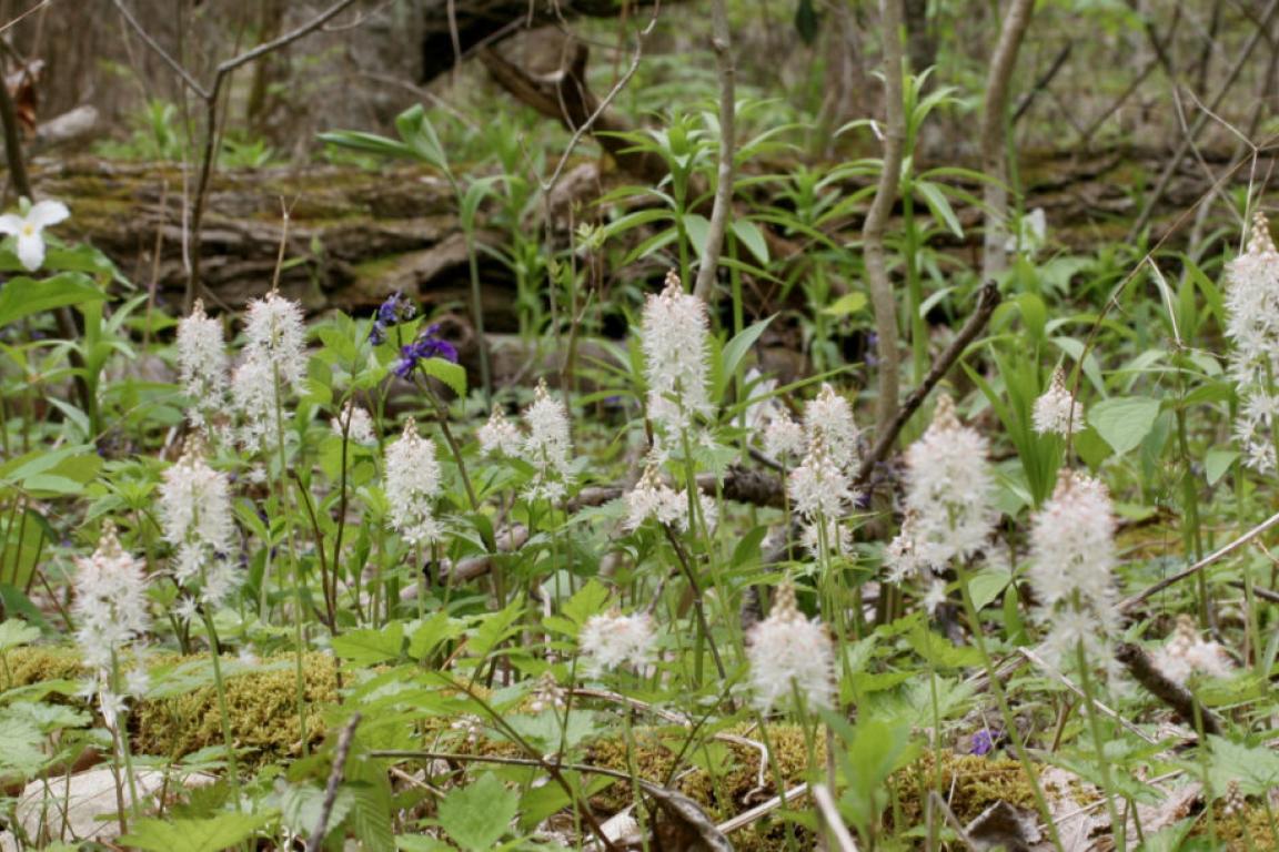 plants