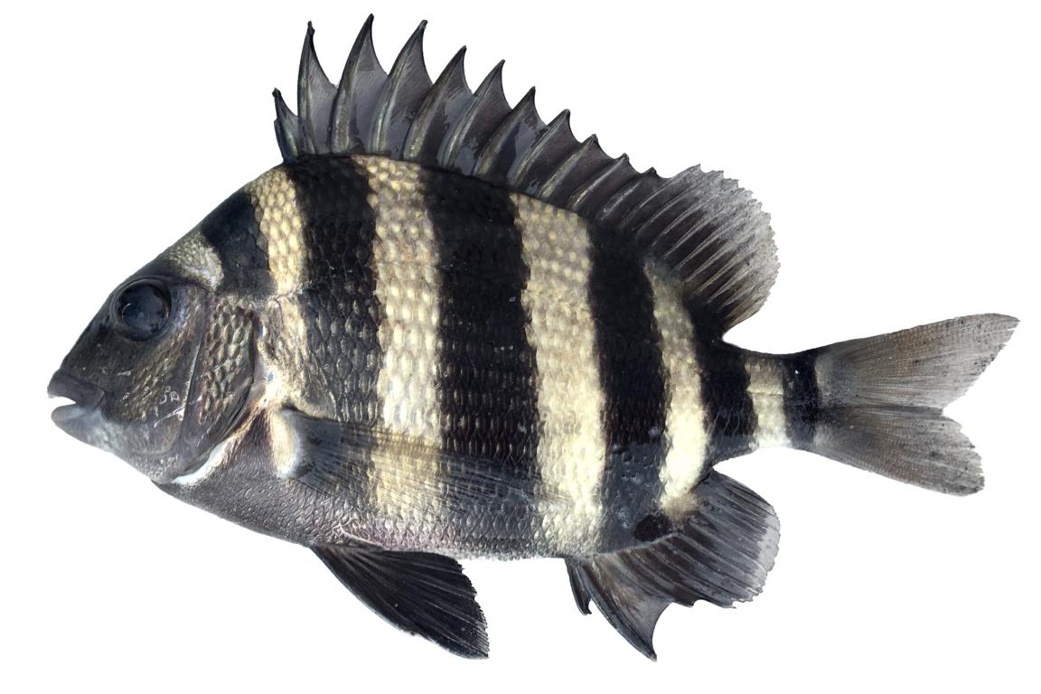 sheephead card