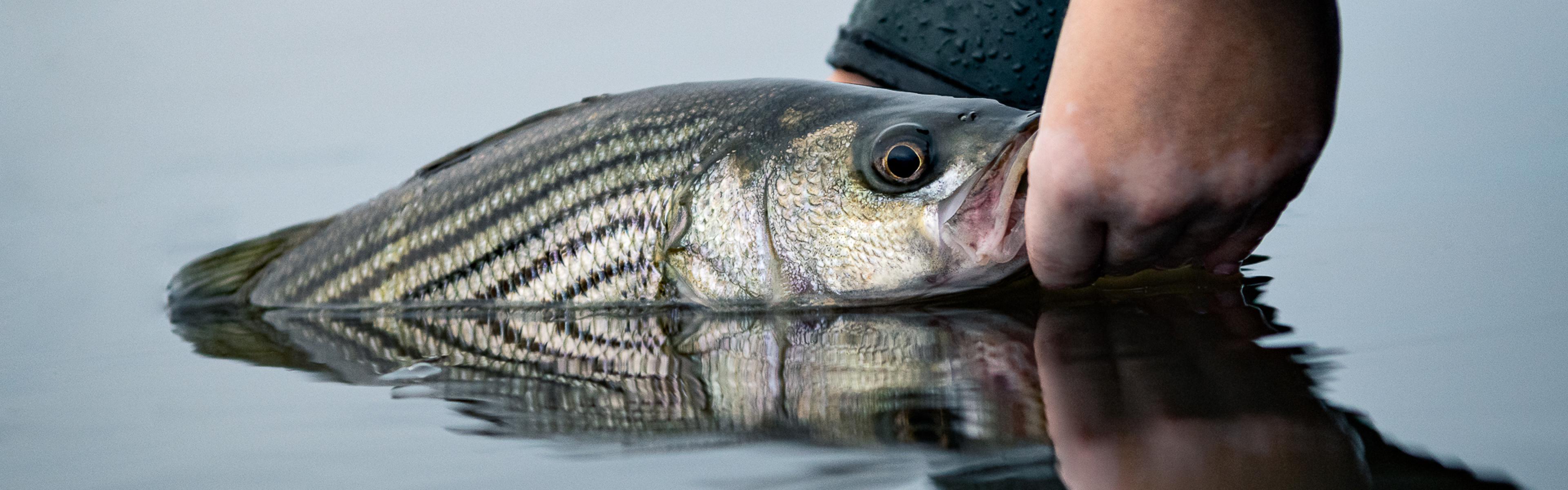 Striped bass being held half in the water