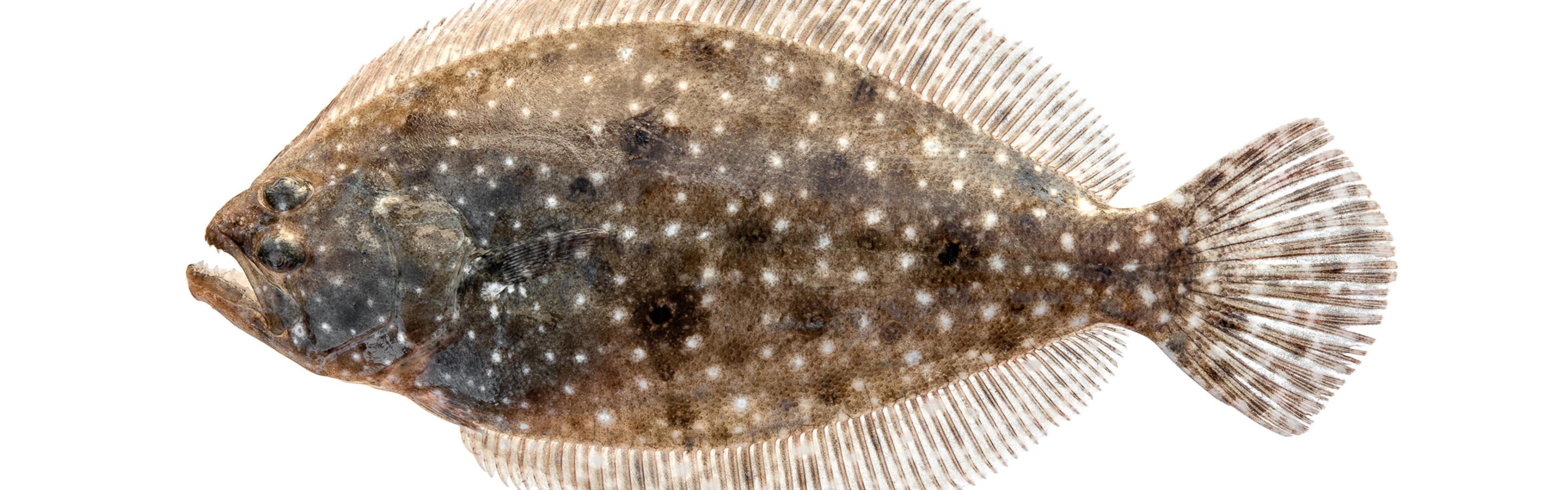 Photo of a gulf flounder with a white background