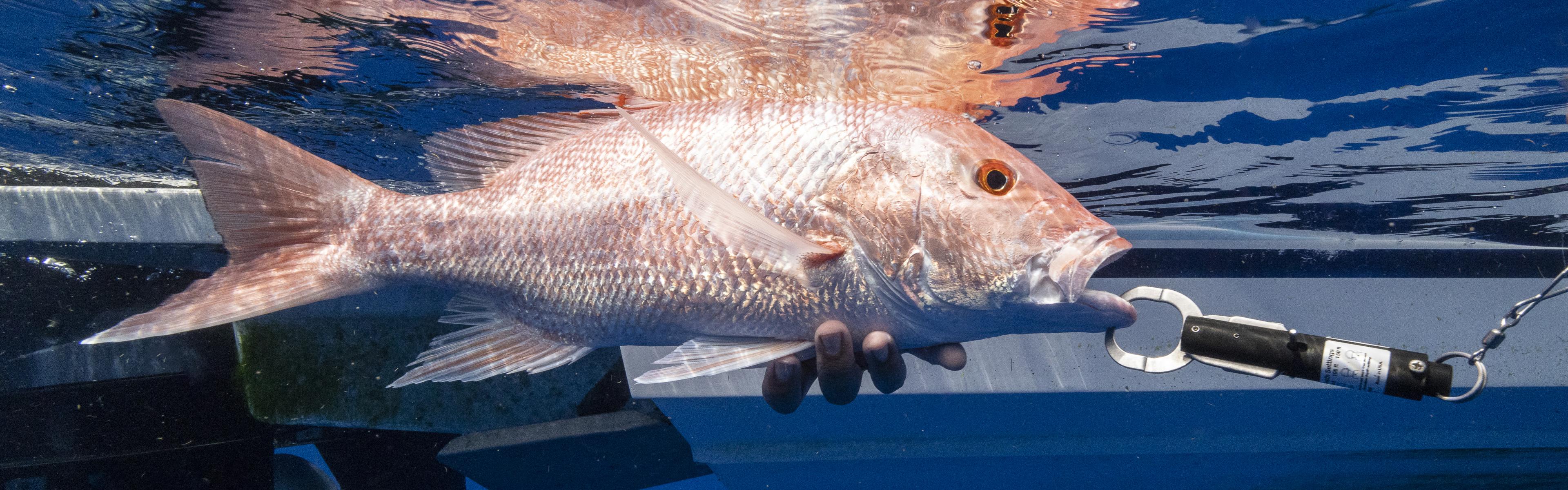 a red snapper underwater with a decending device