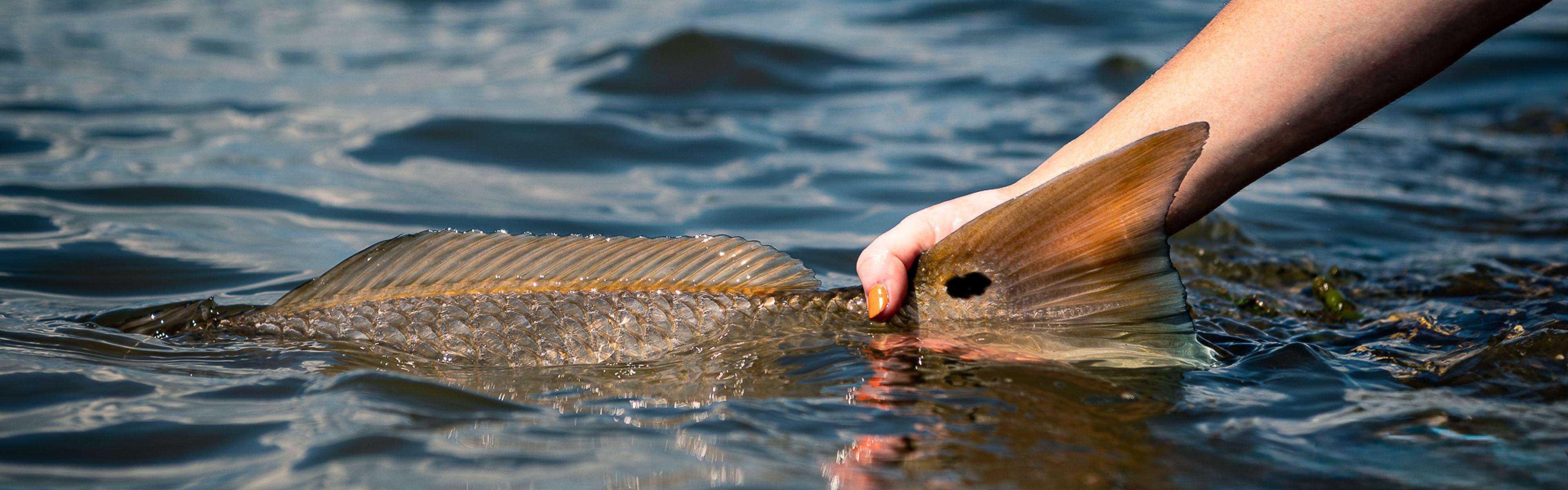 Releasing a red drum