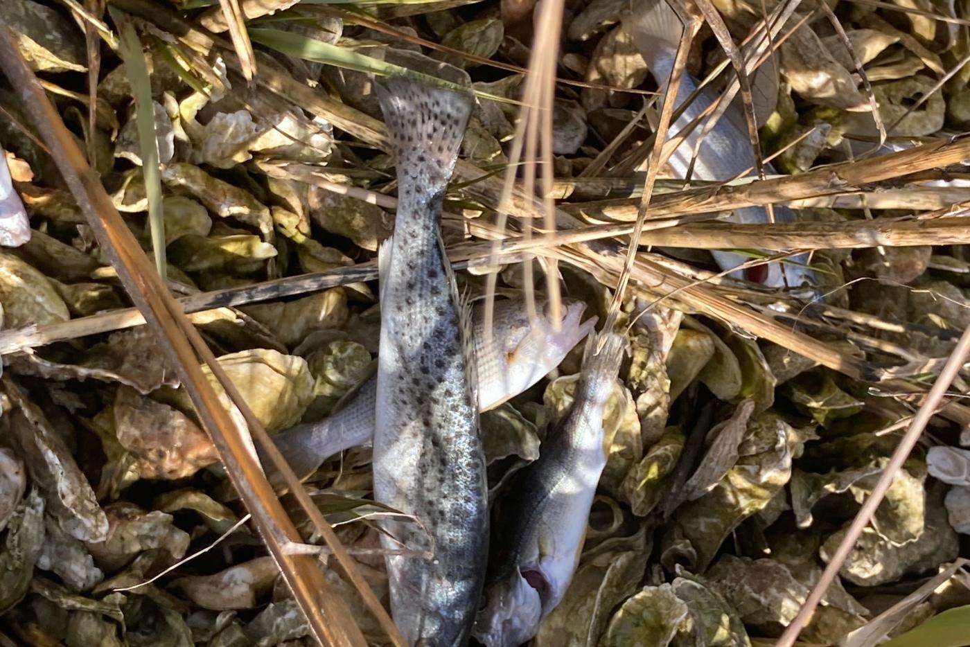Cold Stunned Trout in oyster beds