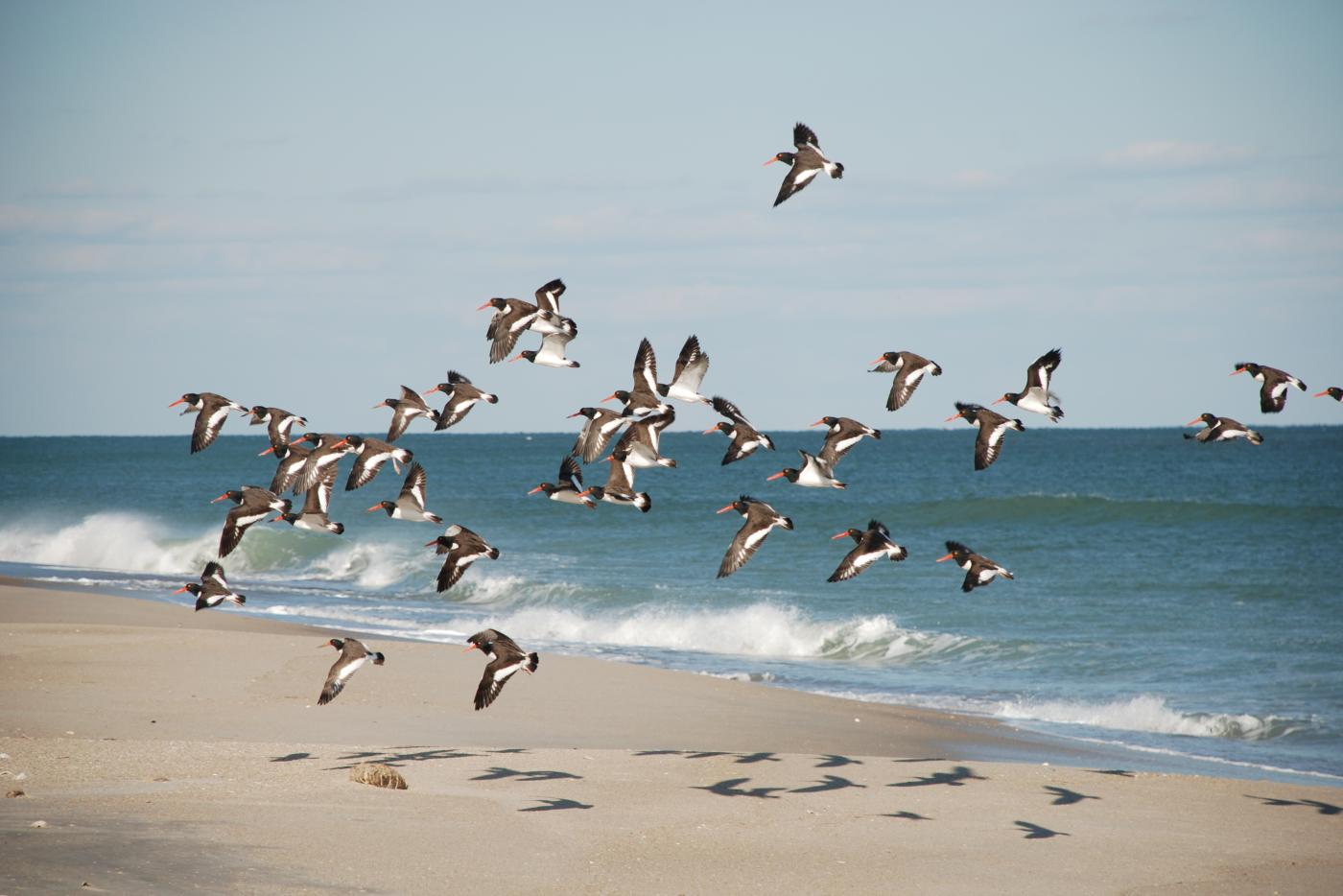 birds flying across a beach