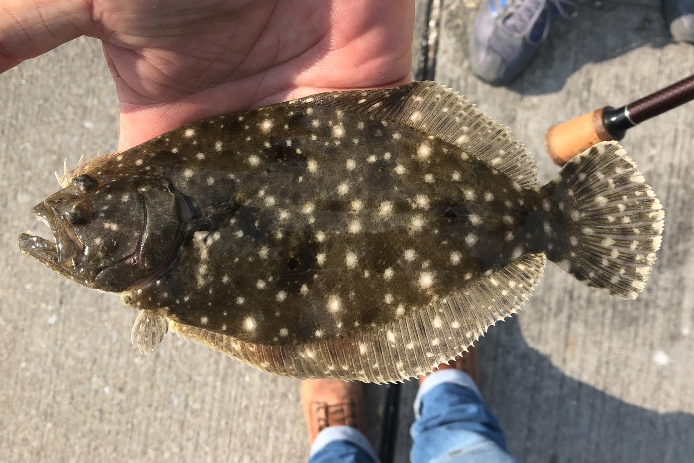 Baby Gulf Flounder in the hands of a fisherman