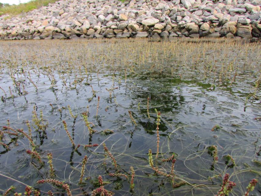 Eurasian Water Milfoil Infestation