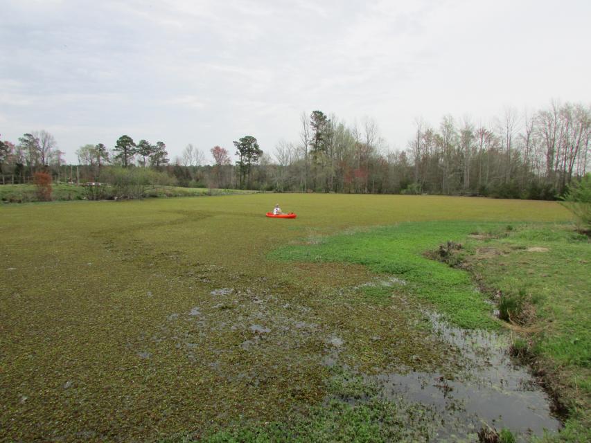 Giant Salvinia Infestation