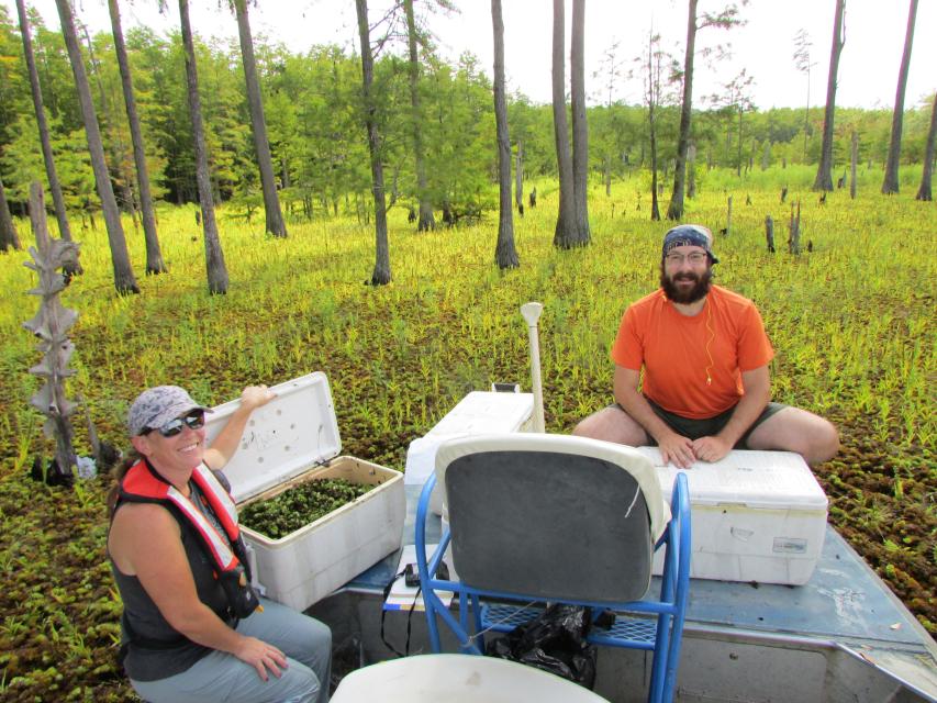 Salvinia Weevil Release