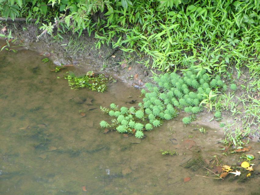 Parrotfeather infestation