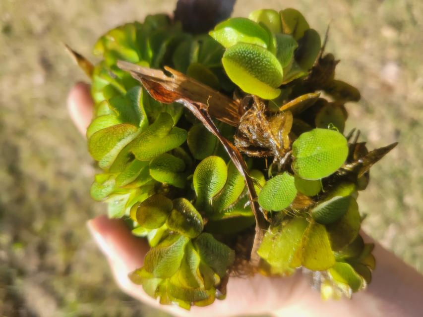 Giant Salvinia Closeup