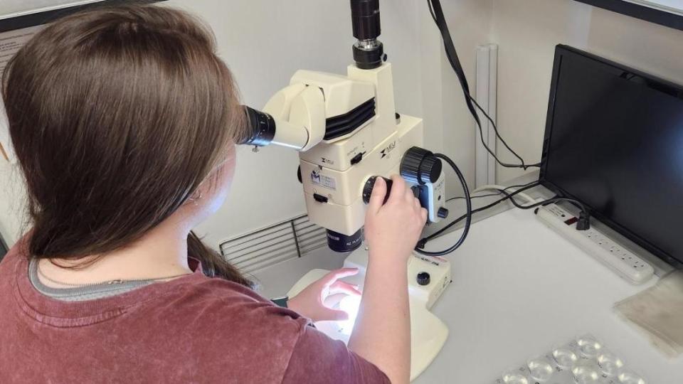 person using microscope