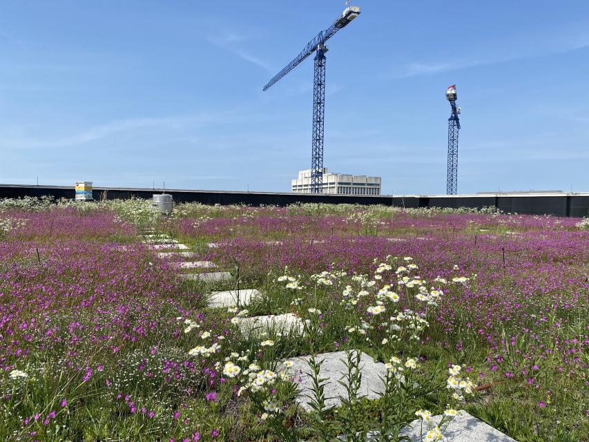 The Green Square green roof, which features many pollinator-friendly plants.