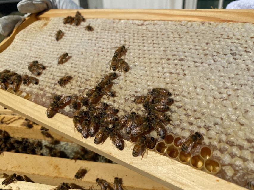 Capped honey-filled frame.