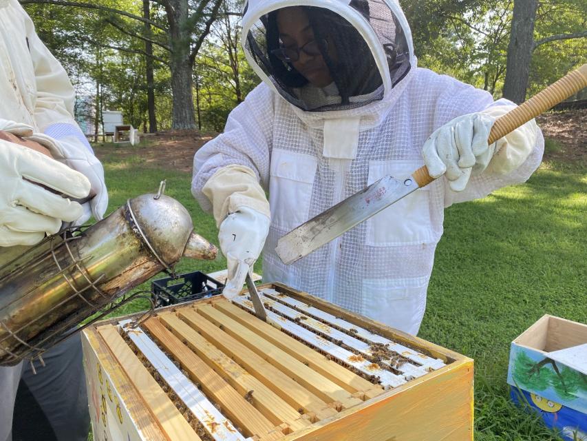 DEQ beekeepers using a smoker and inspecting honeycomb frames to identify which are ready for honey harvest.