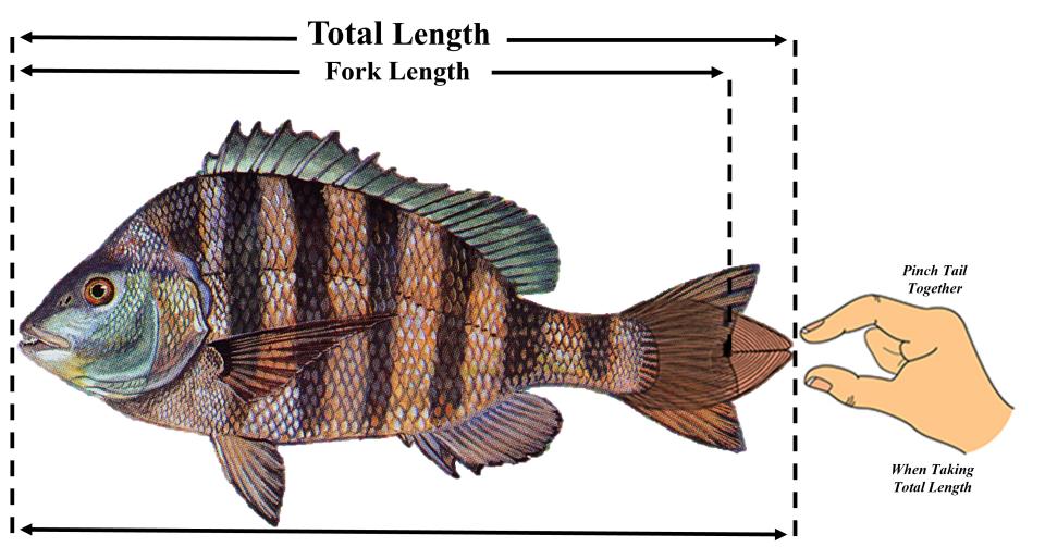 Graphic used to measure Sheepshead