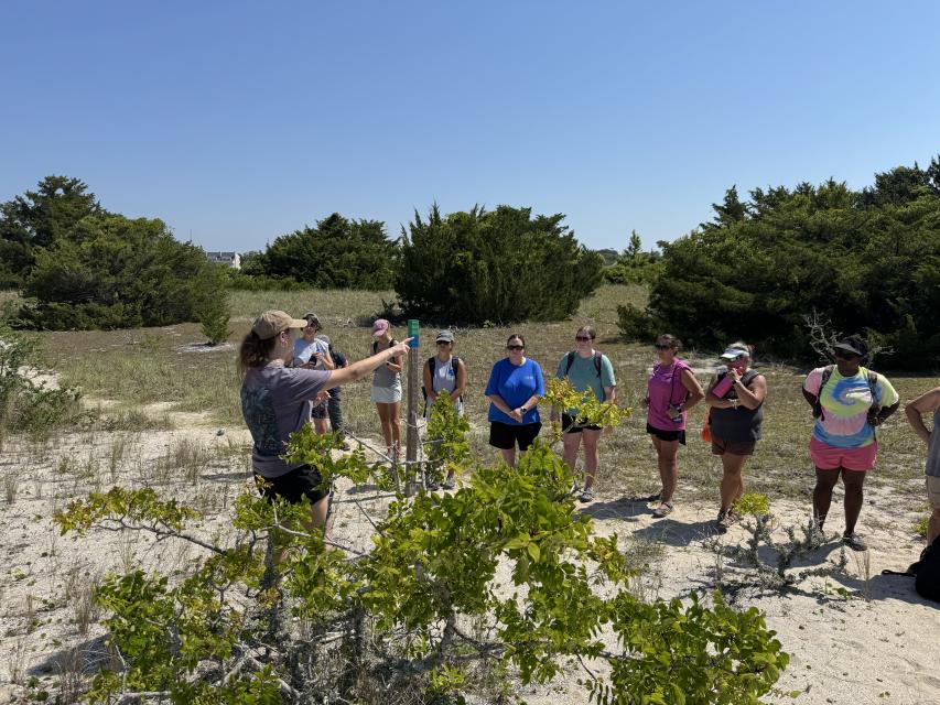 Teachers stand on an island looking at a tree